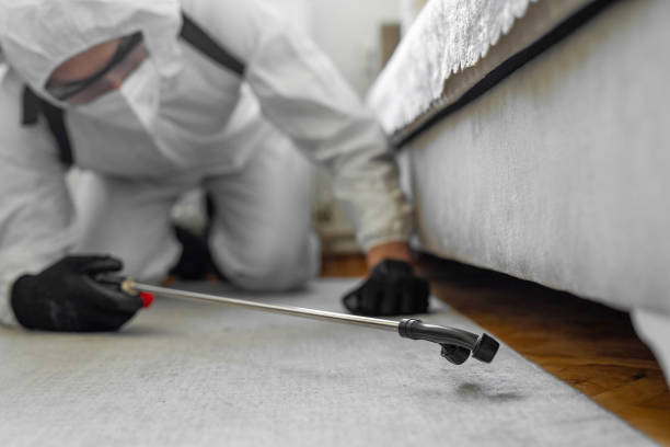 Professional Bed Bug Control technician working in Bay City, TX